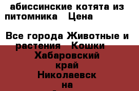 абиссинские котята из питомника › Цена ­ 15 000 - Все города Животные и растения » Кошки   . Хабаровский край,Николаевск-на-Амуре г.